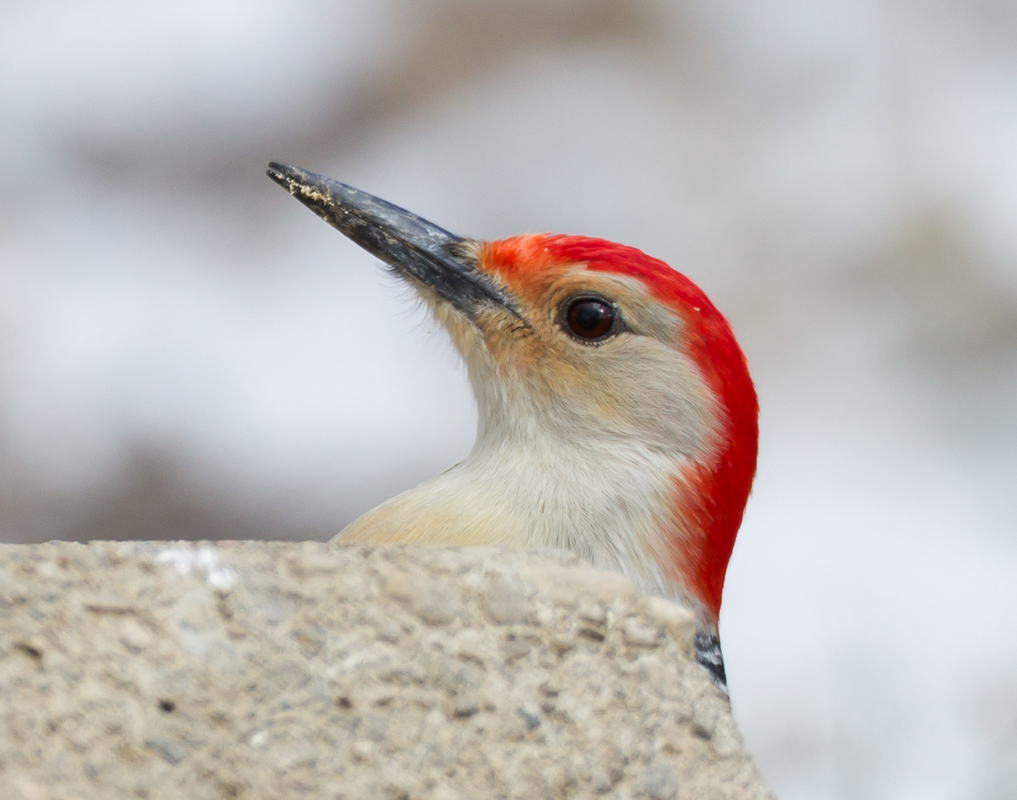 07_Male_Redbellied_woodpecker