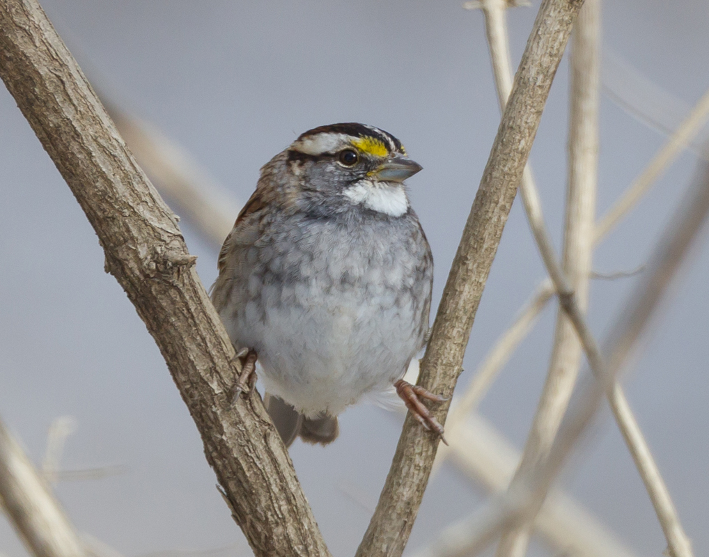 08_White_throated_sparrow