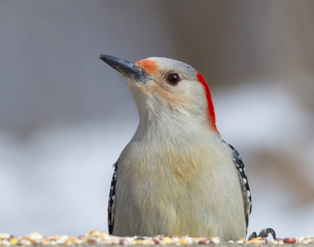 09_female_Redbellied_woodpecker