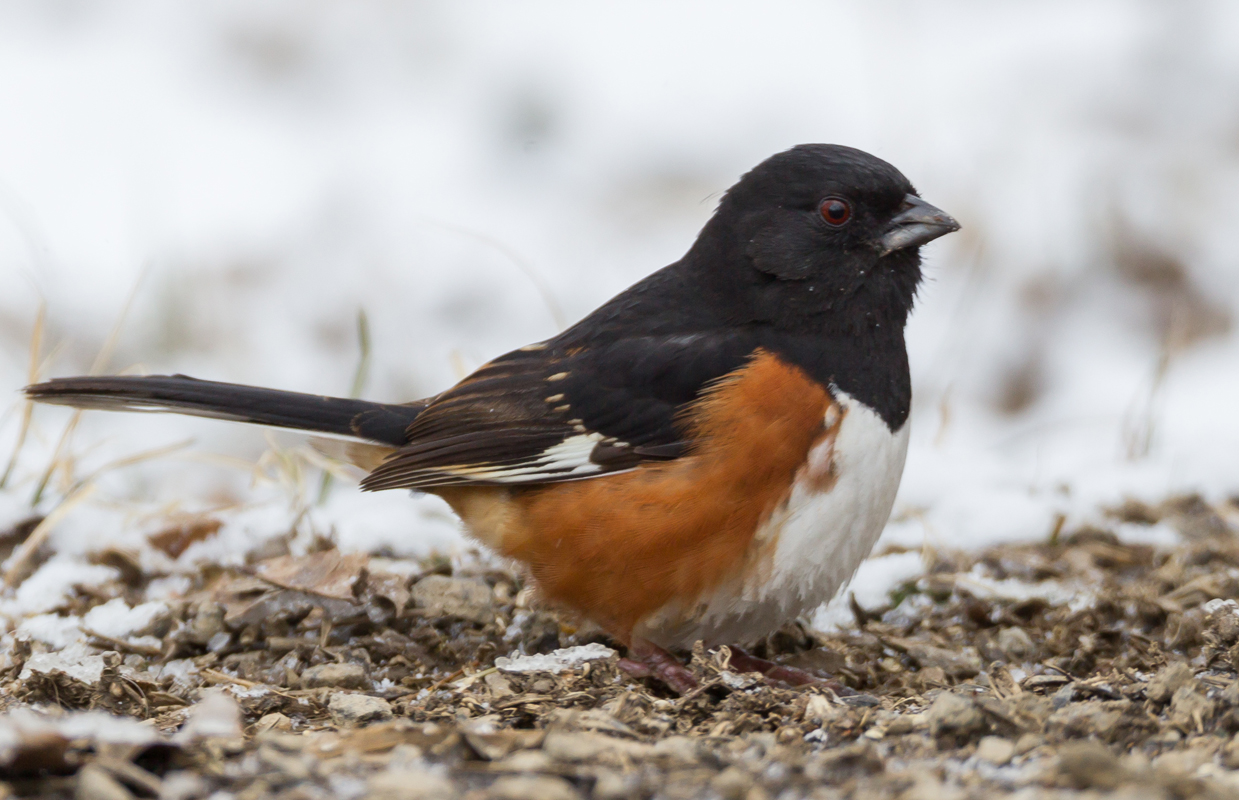 20_Male_Towhee