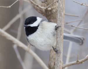 01_Chickadee