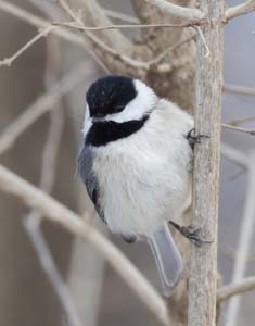 02_Chickadee