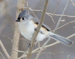 03_Tufted_Titmouse
