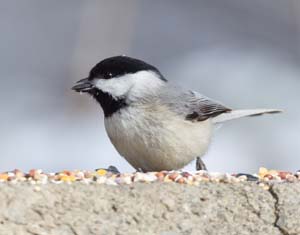 04_Chickadee