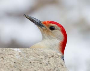 07_Male_Redbellied_woodpecker