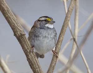 08_White_throated_sparrow