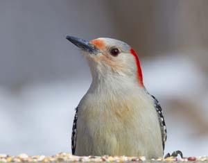 09_female_Redbellied_woodpecker