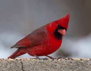 10_Male_Cardinal