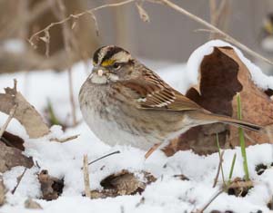 12_White_throated_sparrow