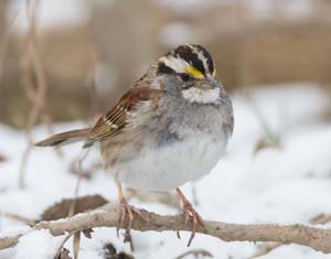 13_White_throated_sparrow