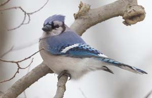 21_Blue_Jay