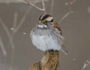 27_White_throated_sparrow