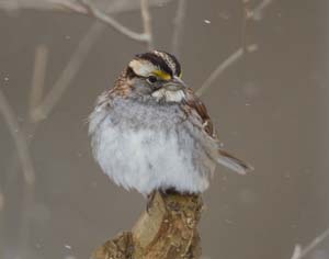 28_White_throated_sparrow
