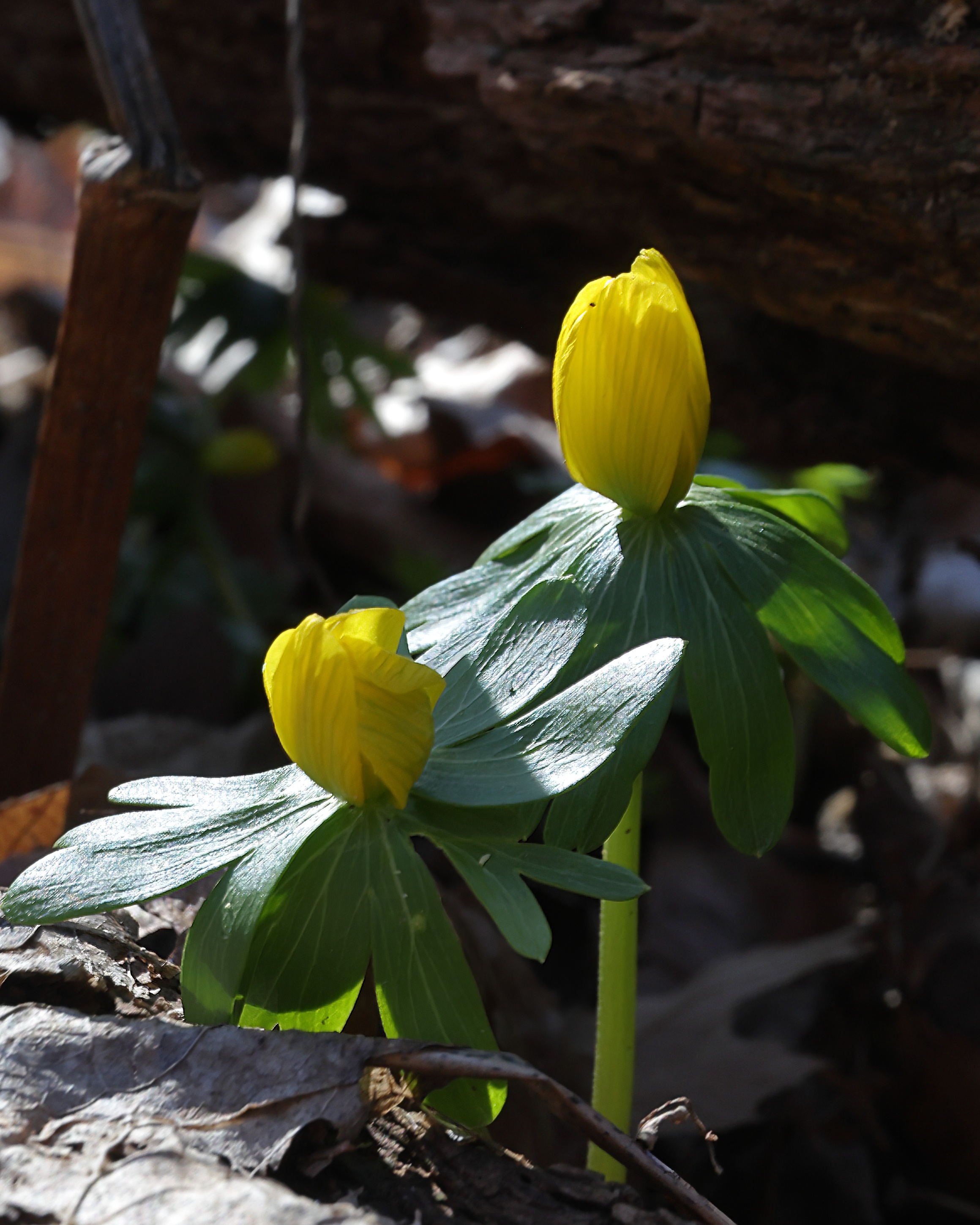 15_winter_aconite