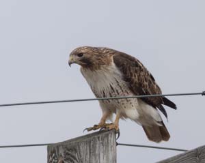 02_redtailed_hawk