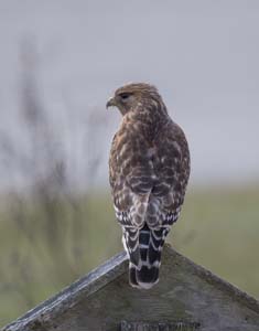 06_redshouldered_hawk