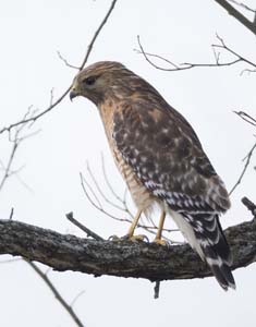 07_redshouldered_hawk