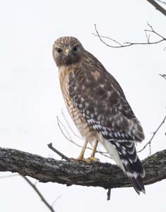 09_redshouldered_hawk