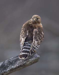 12_redshouldered_hawk