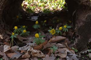 17_winter_aconite