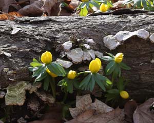 18_winter_aconite