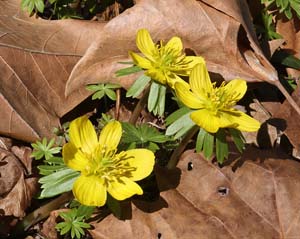 19_winter_aconite