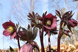21_hellebor