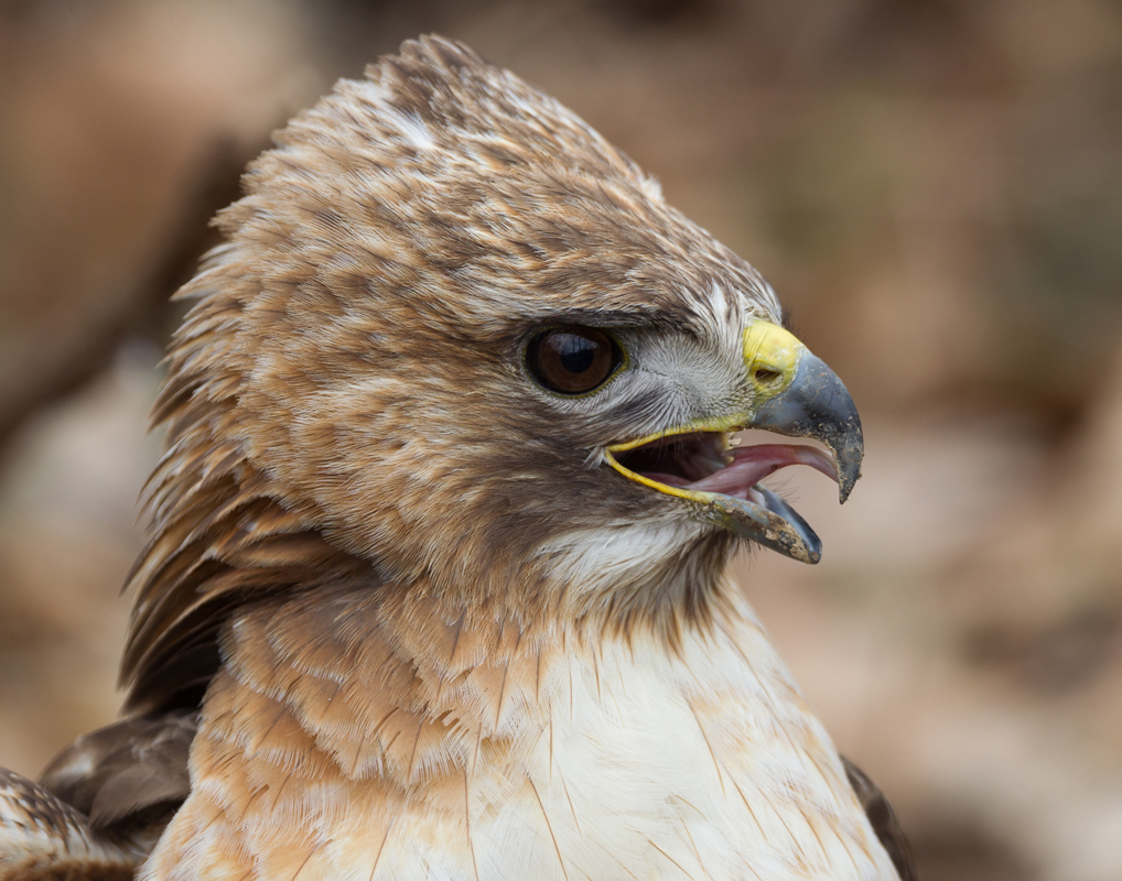 05_redtailed_hawk