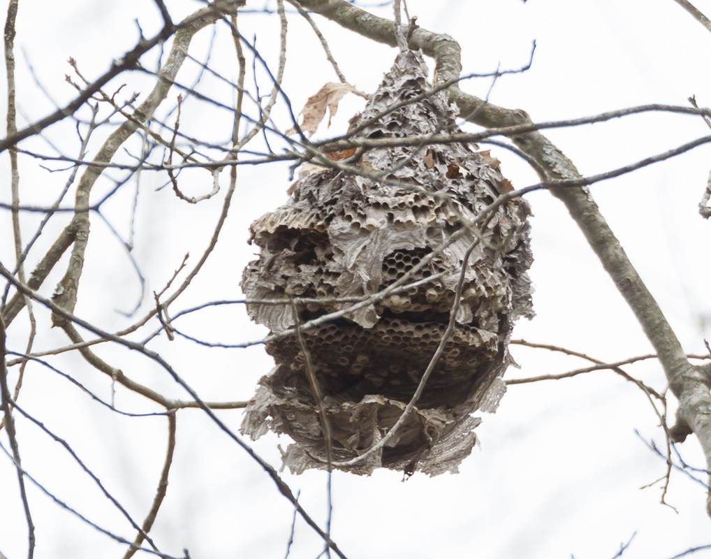 13_hornet_nest_old