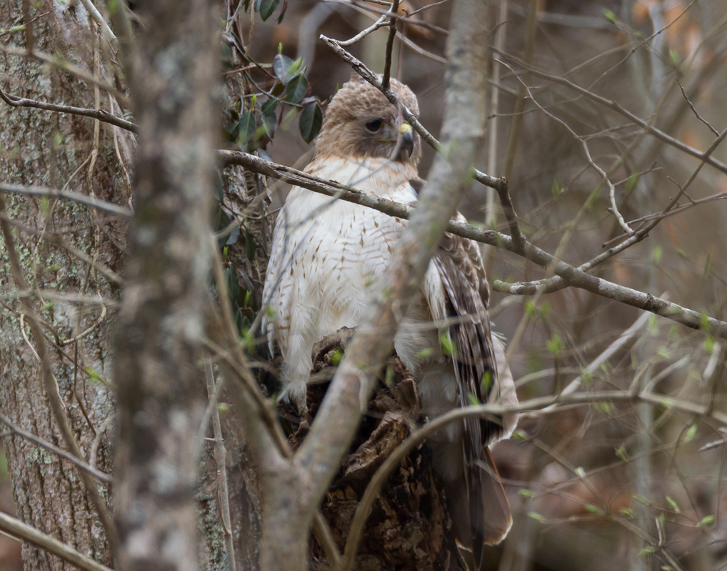 15_redtailed_hawk_hunting