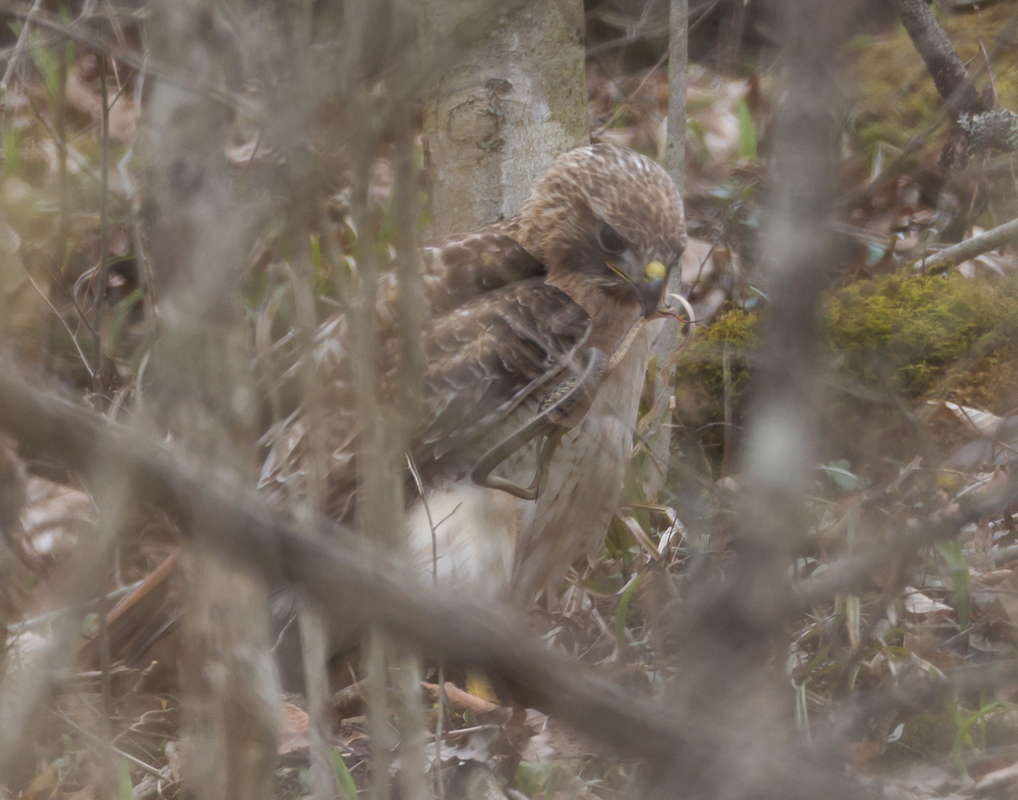 17_redtailed_hawk_eating