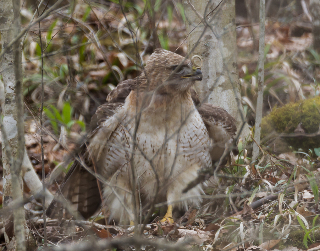 18_redtailed_hawk_eating