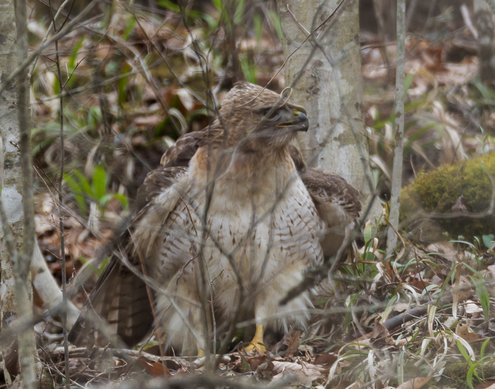 19_redtailed_hawk_done