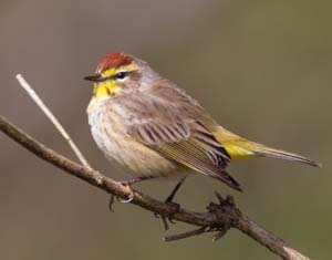 01_palmwarbler