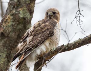 09_redtailed_hawk