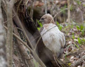14_redtailed_hawk_hunting