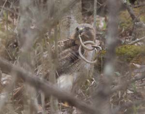 16_redtailed_hawk_snake