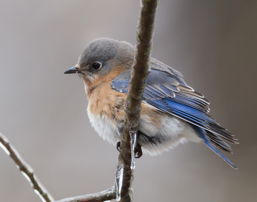 07_bluebird_female
