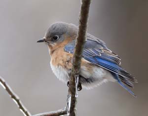 07_bluebird_female