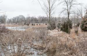 13_icy_park_pond