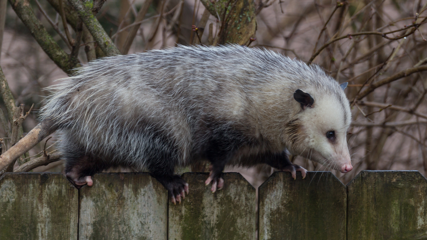 2_opossum