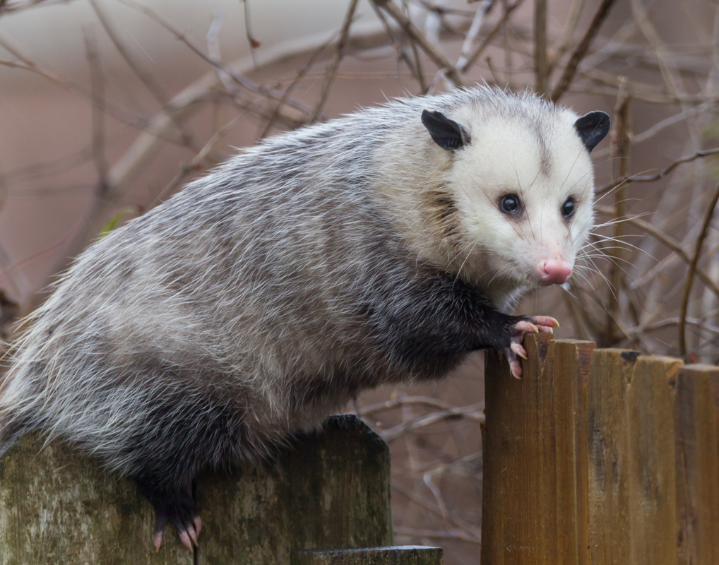 opossum