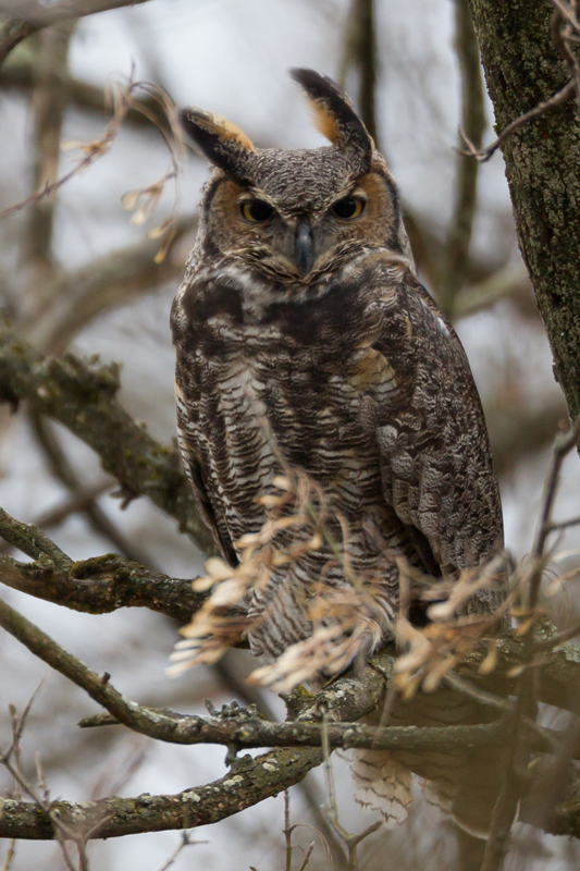 9_greathornedowl