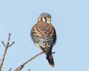 1_male_kestrel