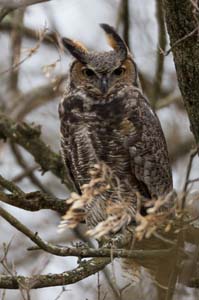 9_greathornedowl