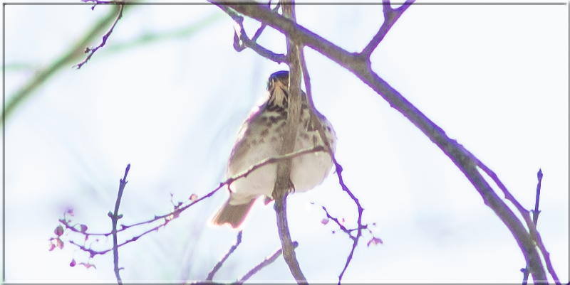 Chromatic Aberration