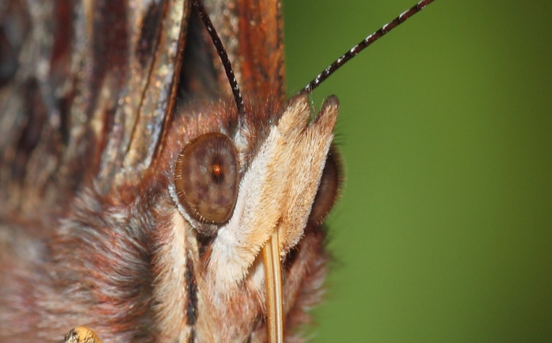 Macro Shallow Depth of Field